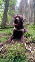 Hotel & Gasthof Hubertushöhe - Top-Hundeurlaub