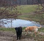 Ferienwohnung im Landhaus Ohnesorg - Partner der KönigsCard - Top-Hundeurlaub
