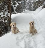 Hotel Pension Walkerbach - Top-Hundeurlaub