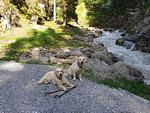 Hotel Pension Walkerbach - Top-Hundeurlaub