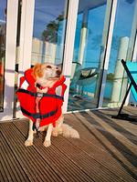 Homeboat  - Top-Hundeurlaub