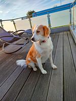 Homeboat  - Top-Hundeurlaub