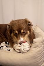 relexa Waldhotel Schatten - Top-Hundeurlaub