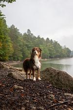 relexa Waldhotel Schatten - Top-Hundeurlaub