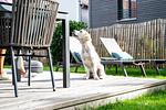 Büchelbergerei – Luxus-Chalet  für 2 Gäste - Top-Hundeurlaub