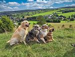 Brangs Hundeparadies Eifel- direkt online buchen möglich - Top-Hundeurlaub