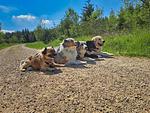 Brangs Hundeparadies Eifel- direkt online buchen möglich - Top-Hundeurlaub
