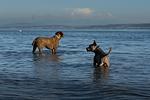 Ferienwohnung Sylvia & Oliver Schön-Fellnasenurlaub Bodensee - Top-Hundeurlaub
