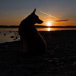 Ferienwohnung Sylvia & Oliver Schön-Fellnasenurlaub Bodensee - Top-Hundeurlaub