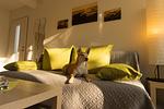 Ferienwohnung Sylvia & Oliver Schön-Fellnasenurlaub Bodensee - Top-Hundeurlaub