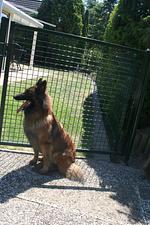 N129n Top Hundeurlaub im Ferienhaus Sheltiehome mit eingezäunten Garten und fußläufig zum kilometerlangen Sandstrand - Top-Hundeurlaub