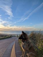 N129n Top Hundeurlaub im Ferienhaus Sheltiehome mit eingezäunten Garten und fußläufig zum kilometerlangen Sandstrand - Top-Hundeurlaub