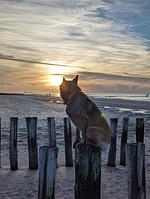 N129n Top Hundeurlaub im Ferienhaus Sheltiehome mit eingezäunten Garten und fußläufig zum kilometerlangen Sandstrand - Top-Hundeurlaub
