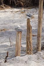 Fewo Morgensonne - Top-Hundeurlaub