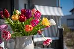 Terrasse - Apartment Feenja 02 - Top-Hundeurlaub