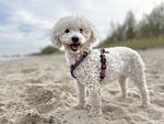 Hundeurlaub-Cuxland - Haus 1 - Top-Hundeurlaub
