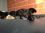 Hundeurlaub-Cuxland - Haus 1 - Top-Hundeurlaub
