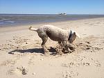 Hundeurlaub-Cuxland - Haus 1 - Top-Hundeurlaub
