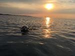 Hundeurlaub-Cuxland - Haus 1 - Top-Hundeurlaub
