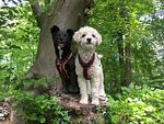Hundeurlaub-Cuxland - Haus 1 - Top-Hundeurlaub