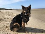 Hundeurlaub-Cuxland - Haus 1 - Top-Hundeurlaub