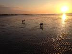 Hundeurlaub-Cuxland - Haus 1 - Top-Hundeurlaub