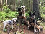 Hundeurlaub-Cuxland - Haus 2 - Top-Hundeurlaub