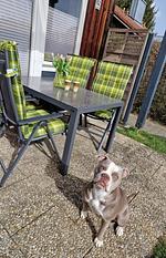 Ferienhaus Waldhäuschen Zandt - Top-Hundeurlaub