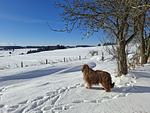 Ferienhaus Plessberg  - Top-Hundeurlaub