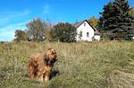 Ferienhaus Plessberg  - Top-Hundeurlaub