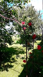 Ferienhaus Plessberg  - Top-Hundeurlaub