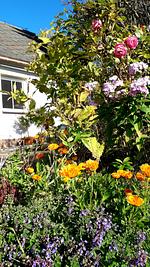 Ferienhaus Plessberg  - Top-Hundeurlaub