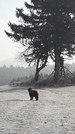 Ferienhaus Ottenschlag  - Top-Hundeurlaub
