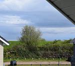 Meerblick - Haus Nr. 40, Ferienhaus Deichgraf - Top-Hundeurlaub