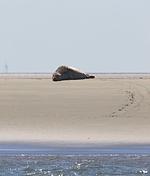Friesische Freiheit Halbinsel Butjadingen - Top-Hundeurlaub
