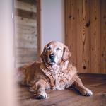 Kessler's Mountain Lodge - Top-Hundeurlaub