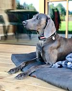 Kessler's Mountain Lodge - Top-Hundeurlaub