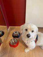 Ferienhaus Annabelle - Top-Hundeurlaub