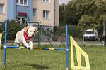 Familienhotel Am Tierpark - Top-Hundeurlaub