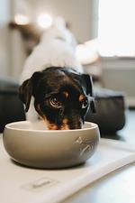 Parkhotel Gütersloh - Top-Hundeurlaub