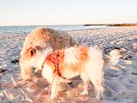 Ostsee Ferienhaus Achtern Diek - Top-Hundeurlaub