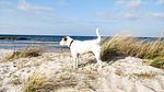 Ostsee Ferienhaus Achtern Diek - Top-Hundeurlaub
