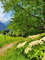 Klausenstein - Gutshof Hollersbach***** - Top-Hundeurlaub