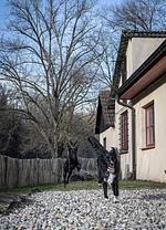 Ferienhaus Pure Jagst - Top-Hundeurlaub