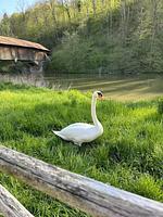 Ferienhaus Pure Jagst - Top-Hundeurlaub