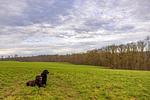 Ferienhaus AugenWeite - Top-Hundeurlaub