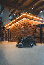 Ferienhaus Guck in den Stall - Top-Hundeurlaub