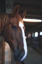 Ferienhaus Guck in den Stall - Top-Hundeurlaub