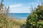 Blick auf das Meer durch Pflanzen - Kleine Rotbuche - Top-Hundeurlaub