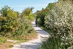 Wanderweg mit Radfahrer in ländlicher Umgebung - Kleine Rotbuche - Top-Hundeurlaub
